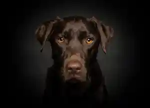 SOTierfotografie.jpg