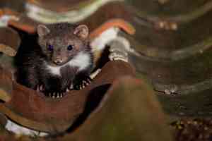 Bremer Schädlingsbekämpfung GmbH | Kammerjäger Bremen/Bremerhaven.jpg