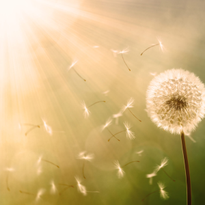 TrauerMarsch Bestattungen - Inh. Lukas Marsch.jpg