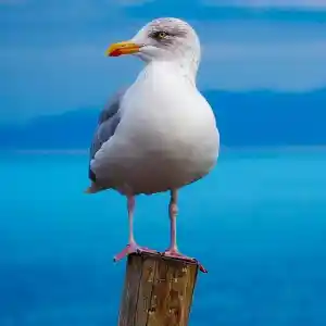 Herzlich Nordisch.jpg