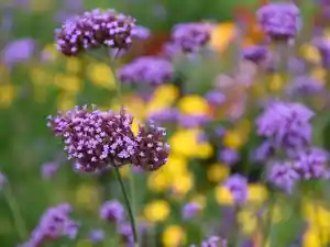 Green-Team Gartengestaltung.jpg