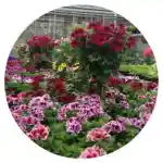 Gärtnerei Florian Brandner.jpg