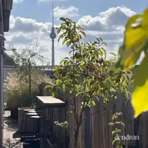 Dendron Exterior Design - Natural Garden Design - Gartenplanung Berlin.jpg