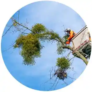 Roland Schulz Garten- und Landschaftsbau.jpg