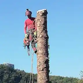 Baumpflege Krystian Kruczynski.jpg