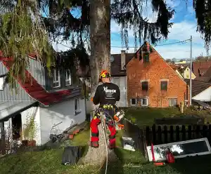 Johannes Buck - Baumfällung, Baumpflege, Heckenschnitt, Wurzelentfernung.jpg