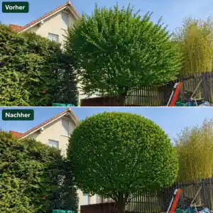 Saba Garten&Dienstleistungen.jpg