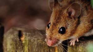 A+O Hygieneservice + Schädlingsbekämpfung.jpg