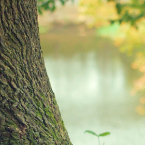 Fehrensen Bestattungen e.K..jpg