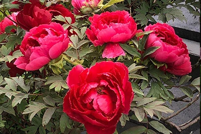 Klaus Scheithauer landscaping.jpg