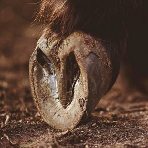 Klikk-Klakk Fotografie.jpg