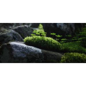 Christine Effner.jpg