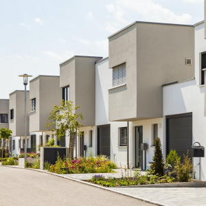 Bangus Stuckateur .jpg